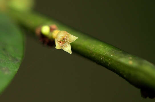 Image of Heisteria parvifolia Sm.