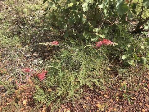 Image of Grevillea dryandri R. Br.