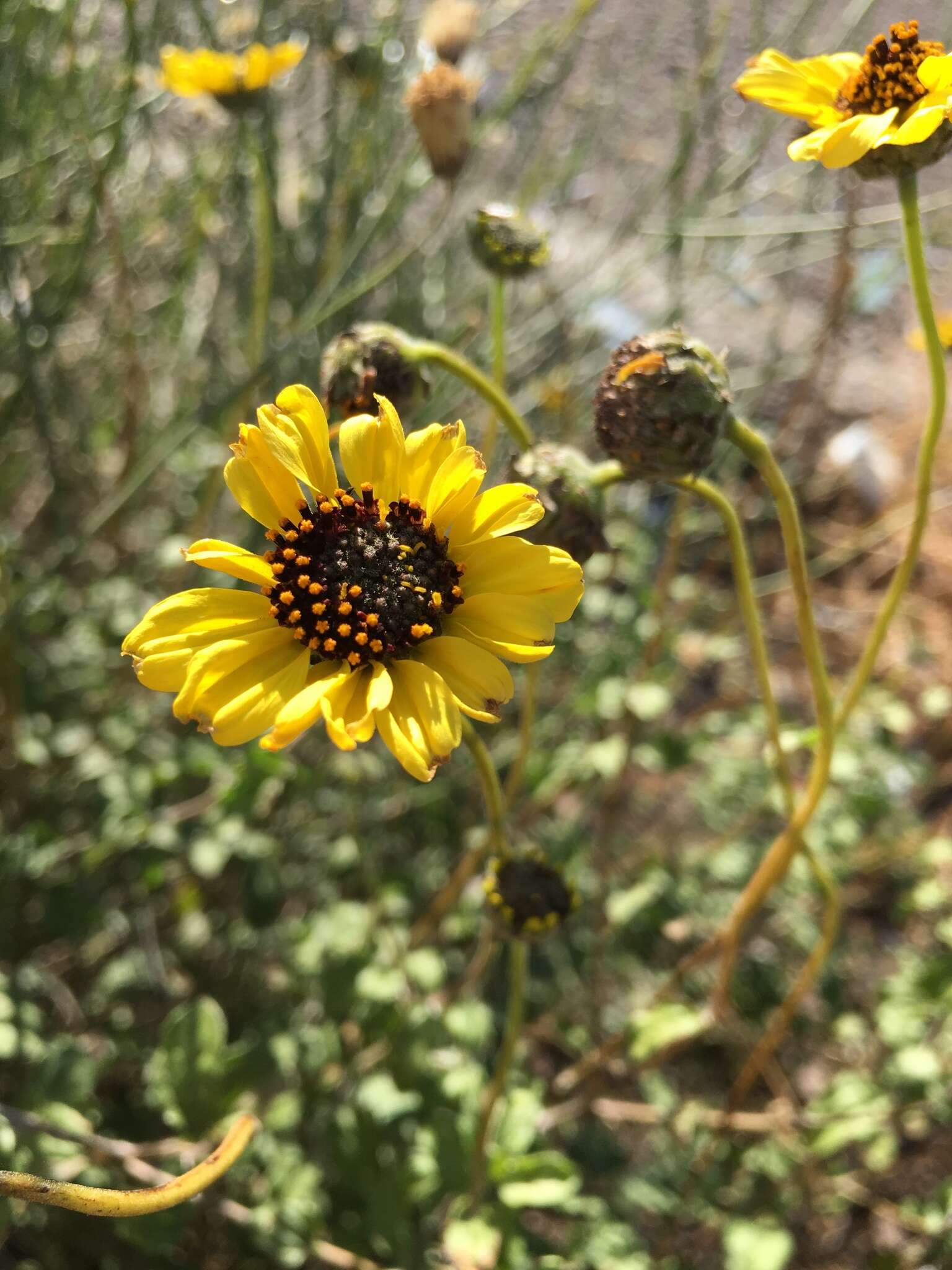 Sivun Encelia asperifolia (S. F. Blake) C. Clark & D. W. Kyhos kuva