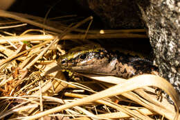 Image of Sinbad skink