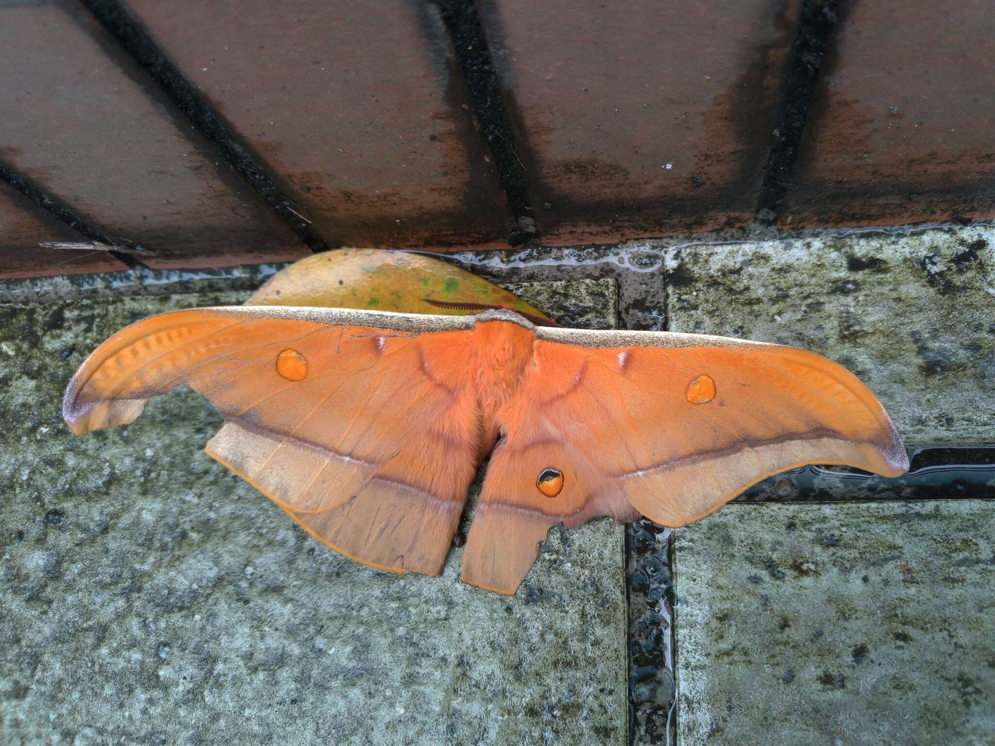 Antheraea formosana Sonan 1937的圖片