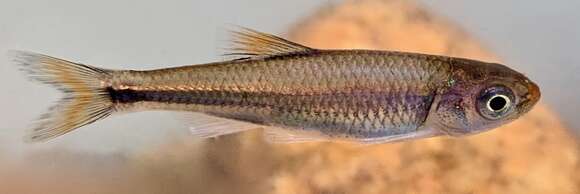 Image of Fieryblack shiner