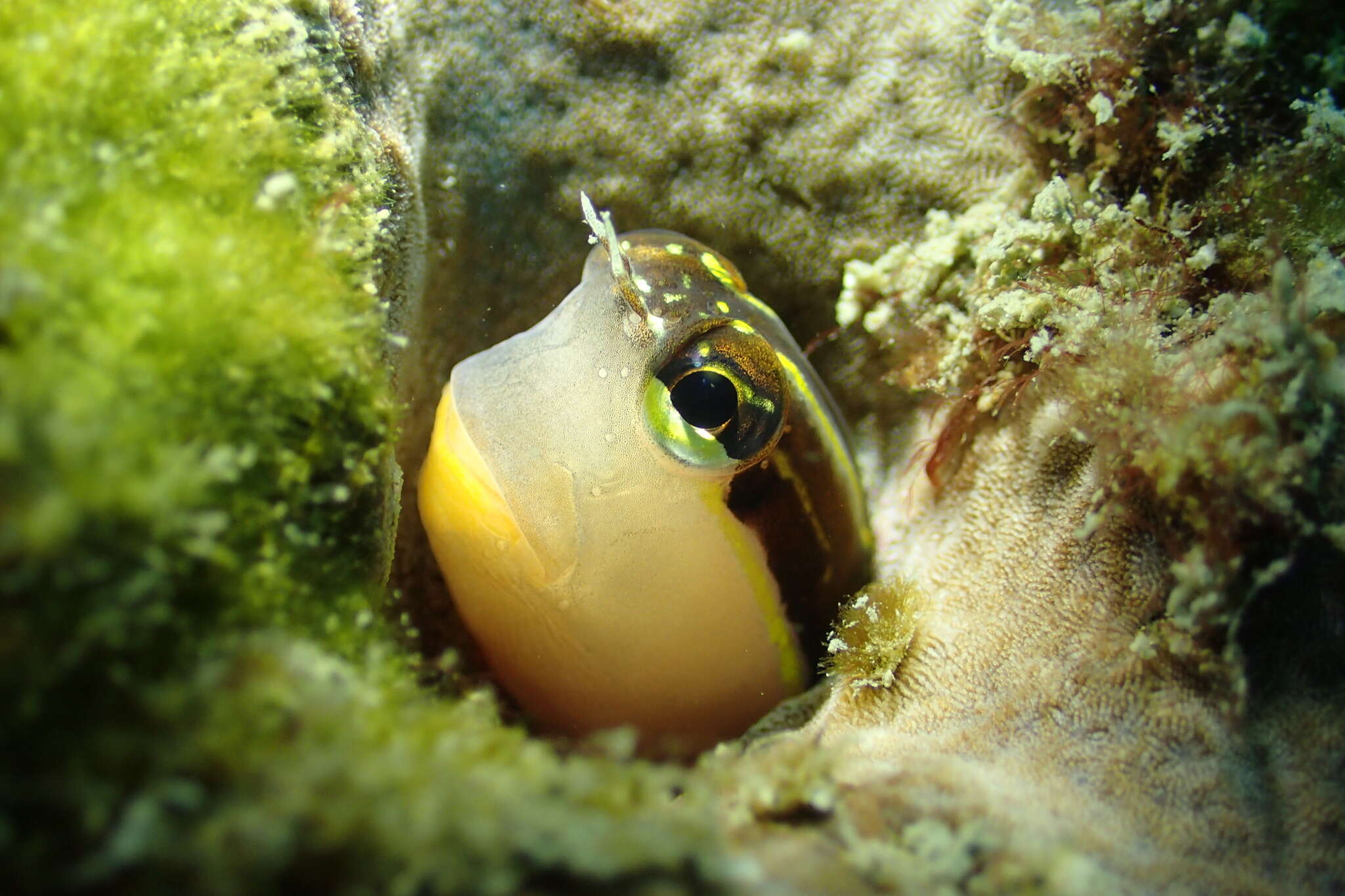 Image of Linear Blenny