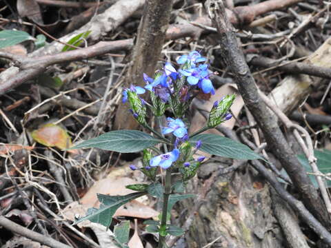 Image of blue-sage