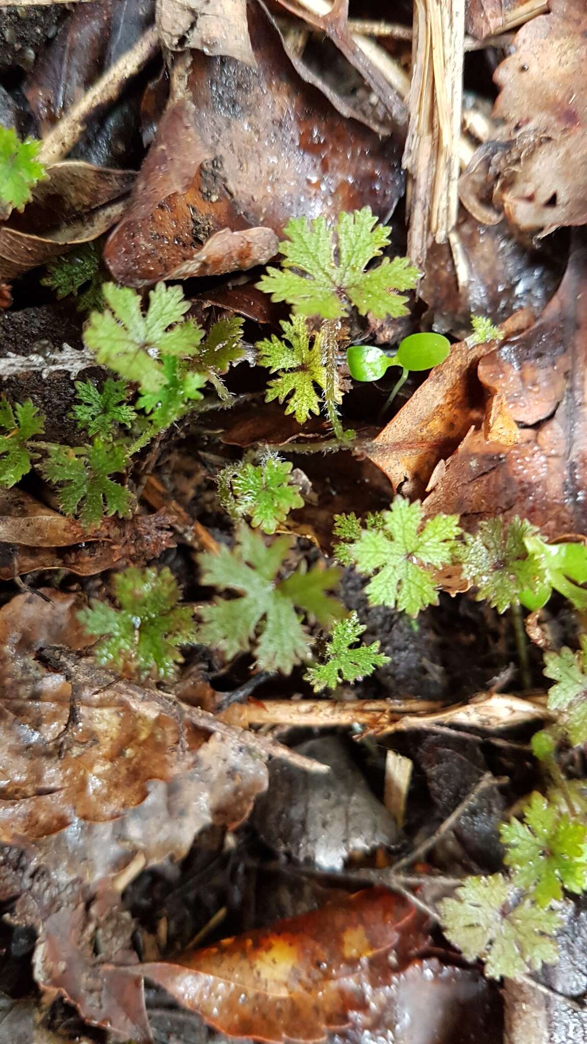 Imagem de Hydrocotyle dissecta Hook. fil.