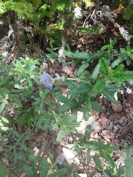 Ceanothus papillosus subsp. papillosus resmi