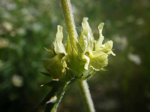 Image de Sideritis fruticulosa Pourr.