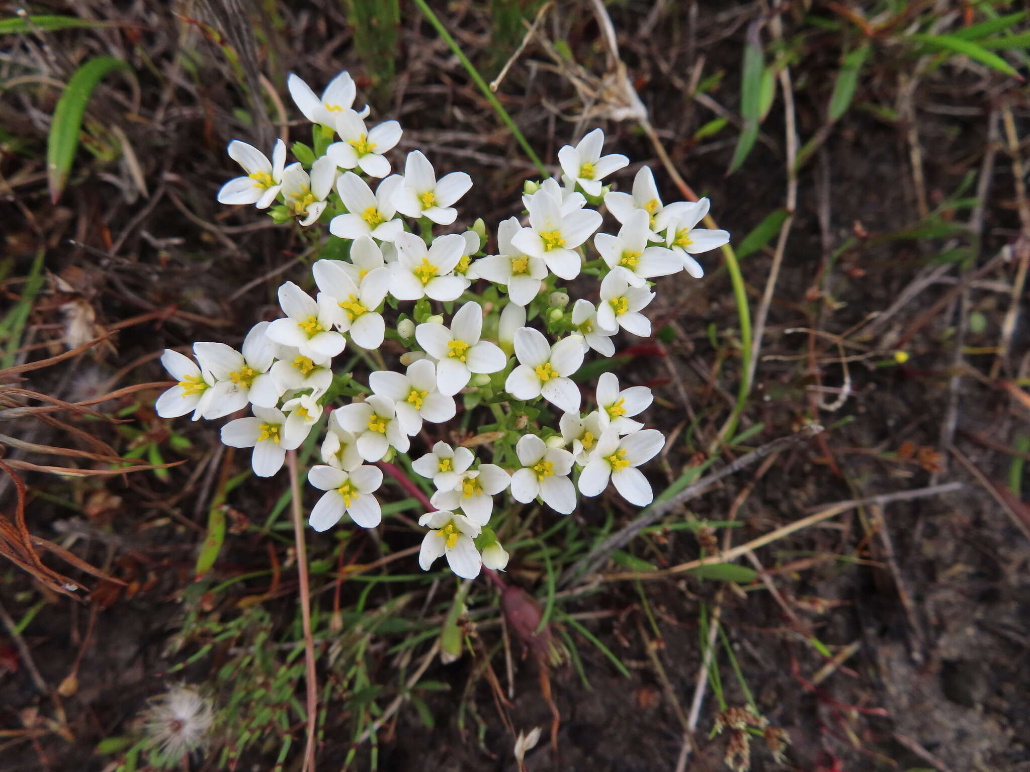 Image of Sebaea albens (L. fil.) Sm.