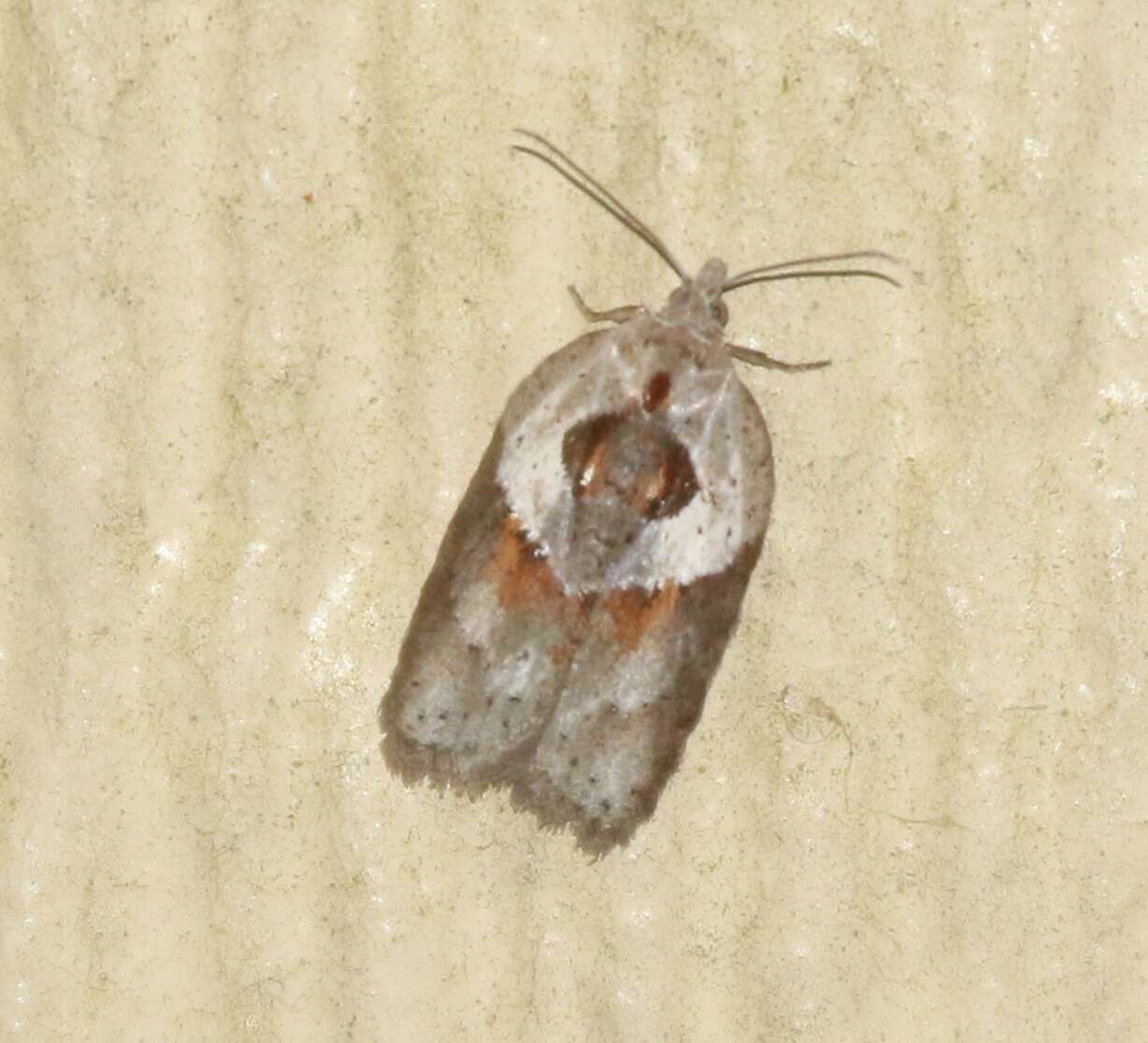 Image of Acleris maculidorsana Clemens 1864