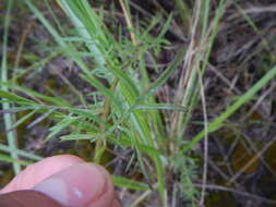 Image of spotted knapweed