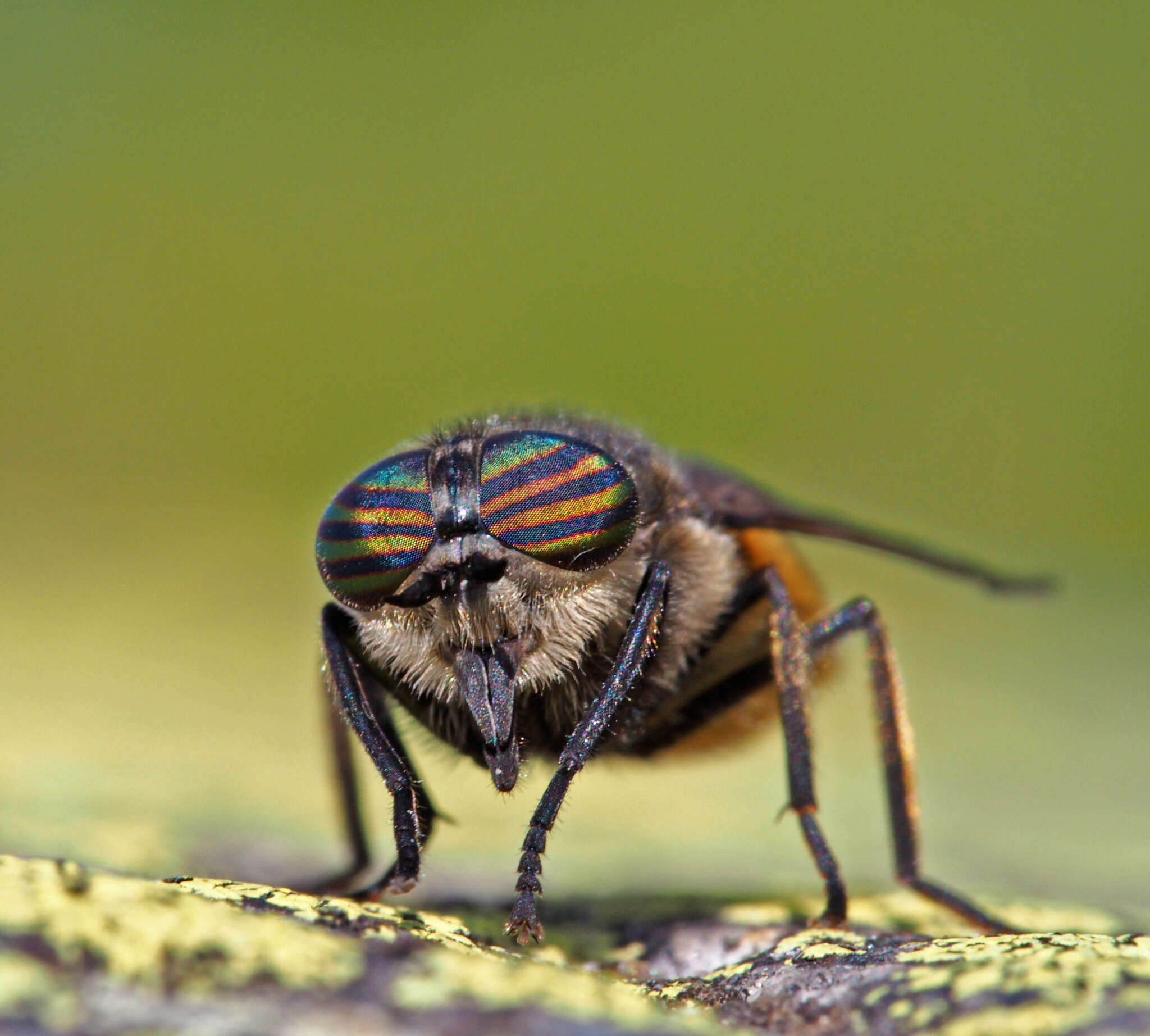 صورة Hybomitra aterrima (Meigen 1820)