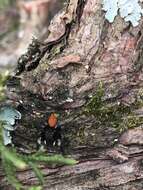 Image of Phidippus princeps (Peckham & Peckham 1883)