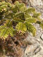 Image of Taiwan Fir