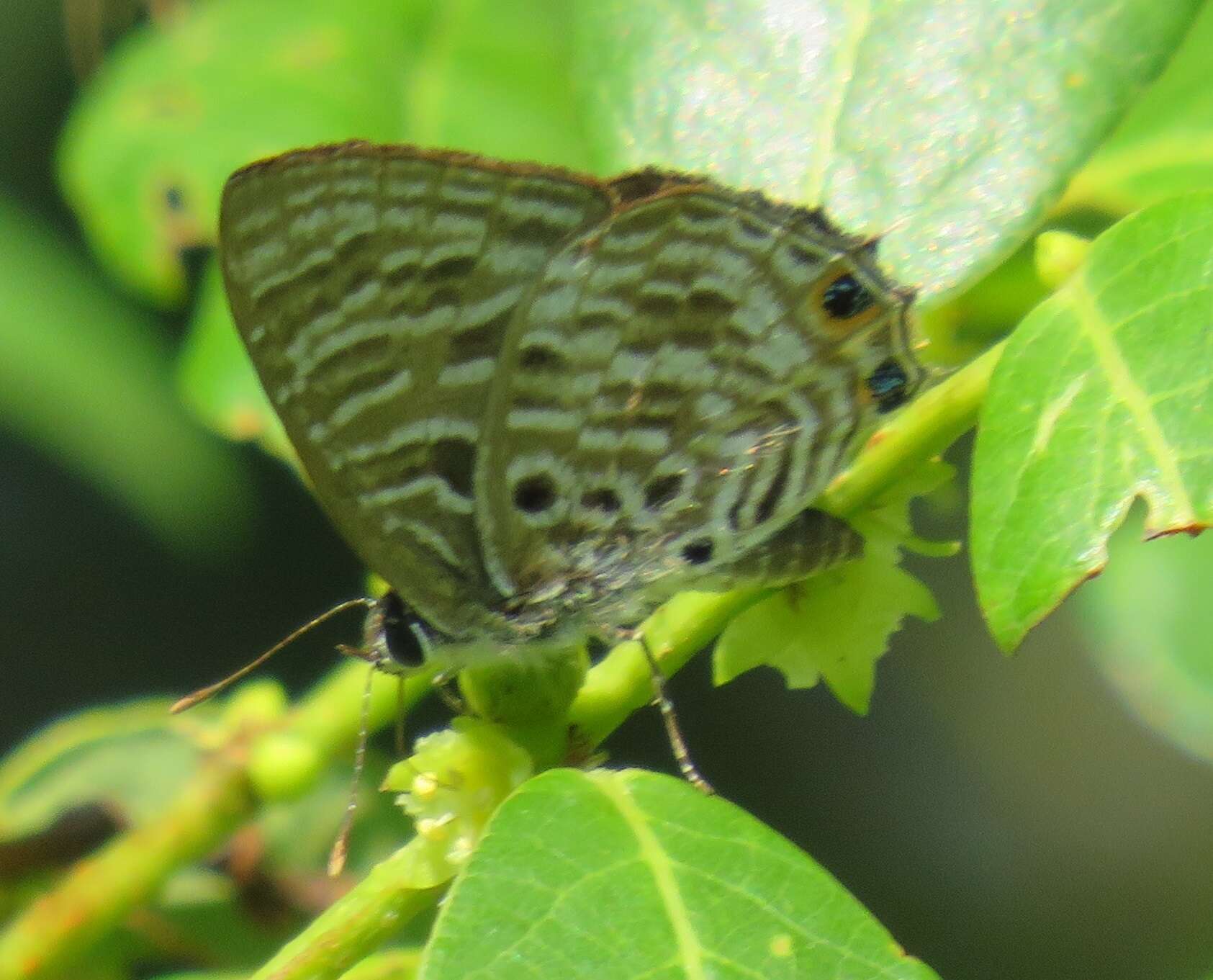 Image of Anthene larydas (Cramer 1782)