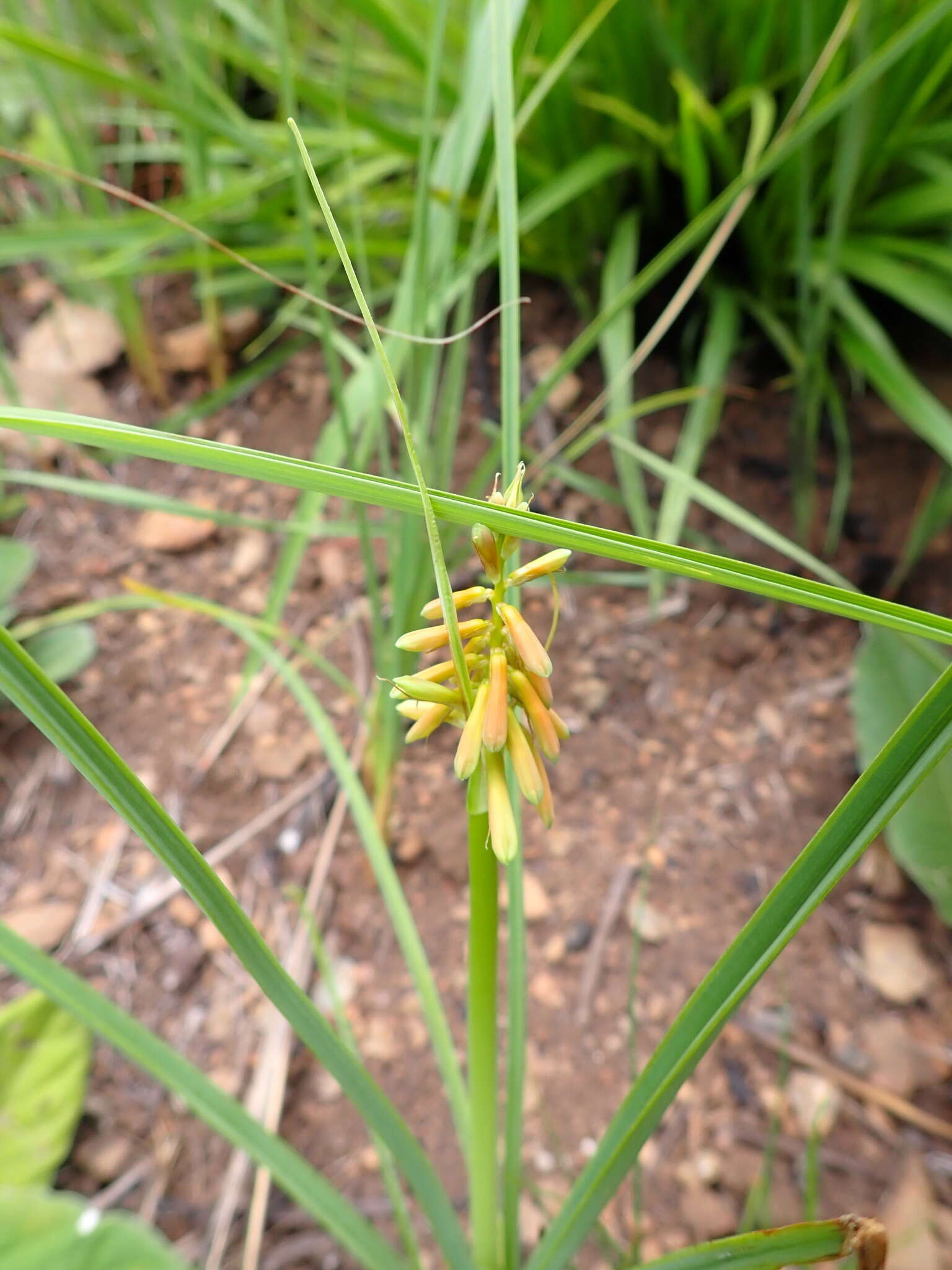 Imagem de Kniphofia galpinii Baker