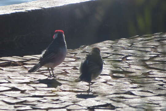 Image of Red-cowled Cardinal