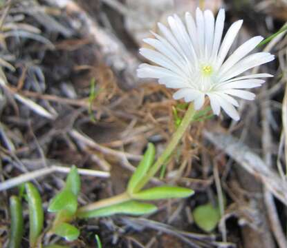 Imagem de Delosperma concavum L. Bol.