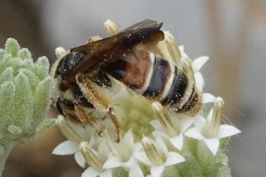 Andrena prunorum Cockerell 1896 resmi