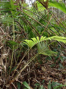 Image of Calamus beccarii A. J. Hend.