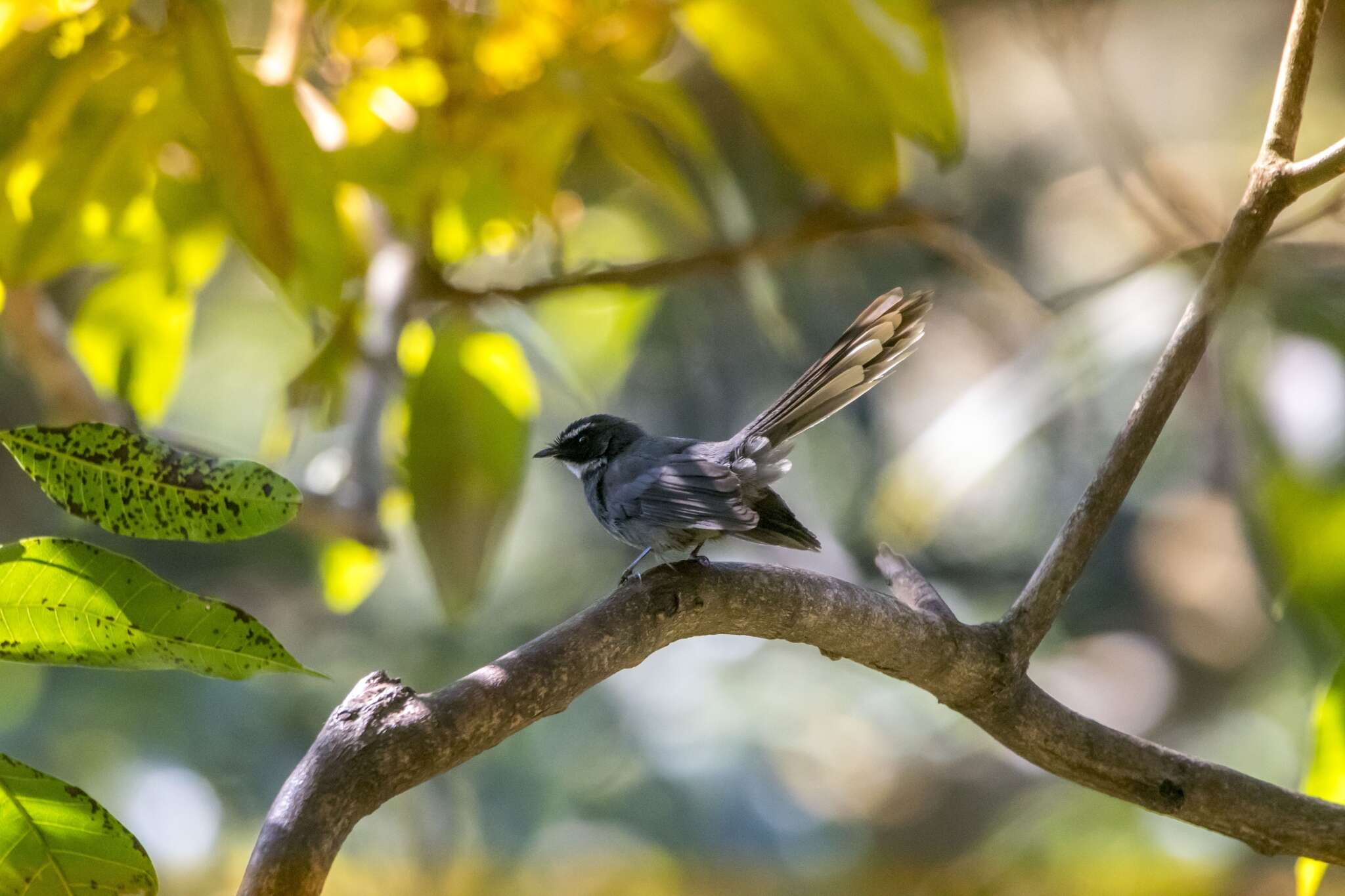 Image of White-throated Fantail