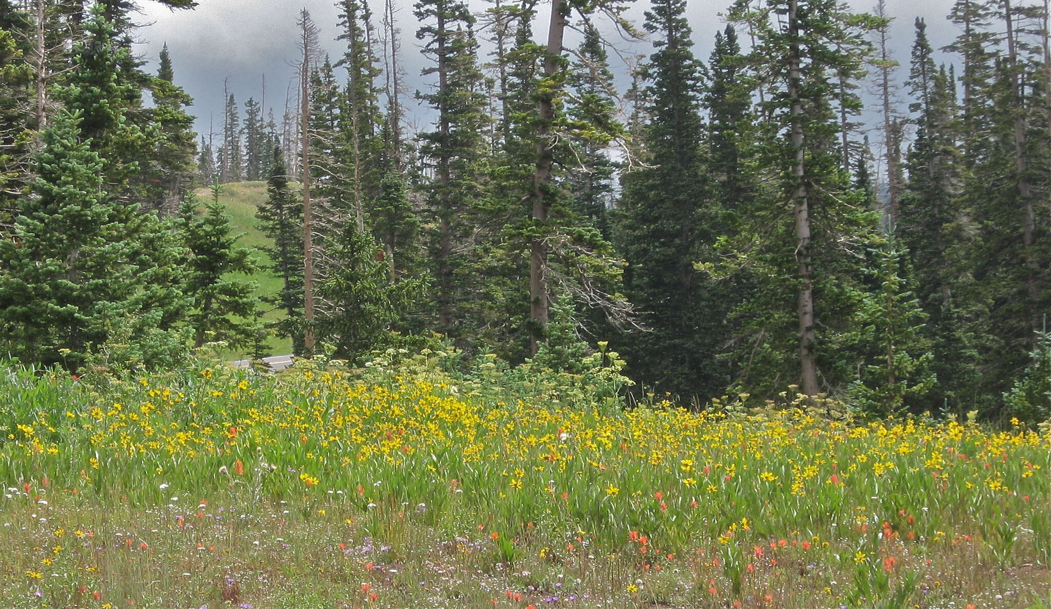 Sivun Helianthella uniflora (Nutt.) Torr. & A. Gray kuva