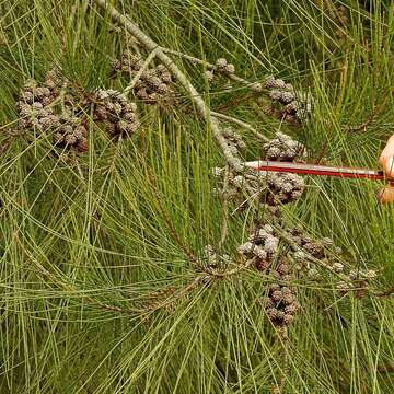 Image of Casuarina cunninghamiana subsp. cunninghamiana