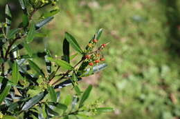 Image of wedge-leaf hopbush