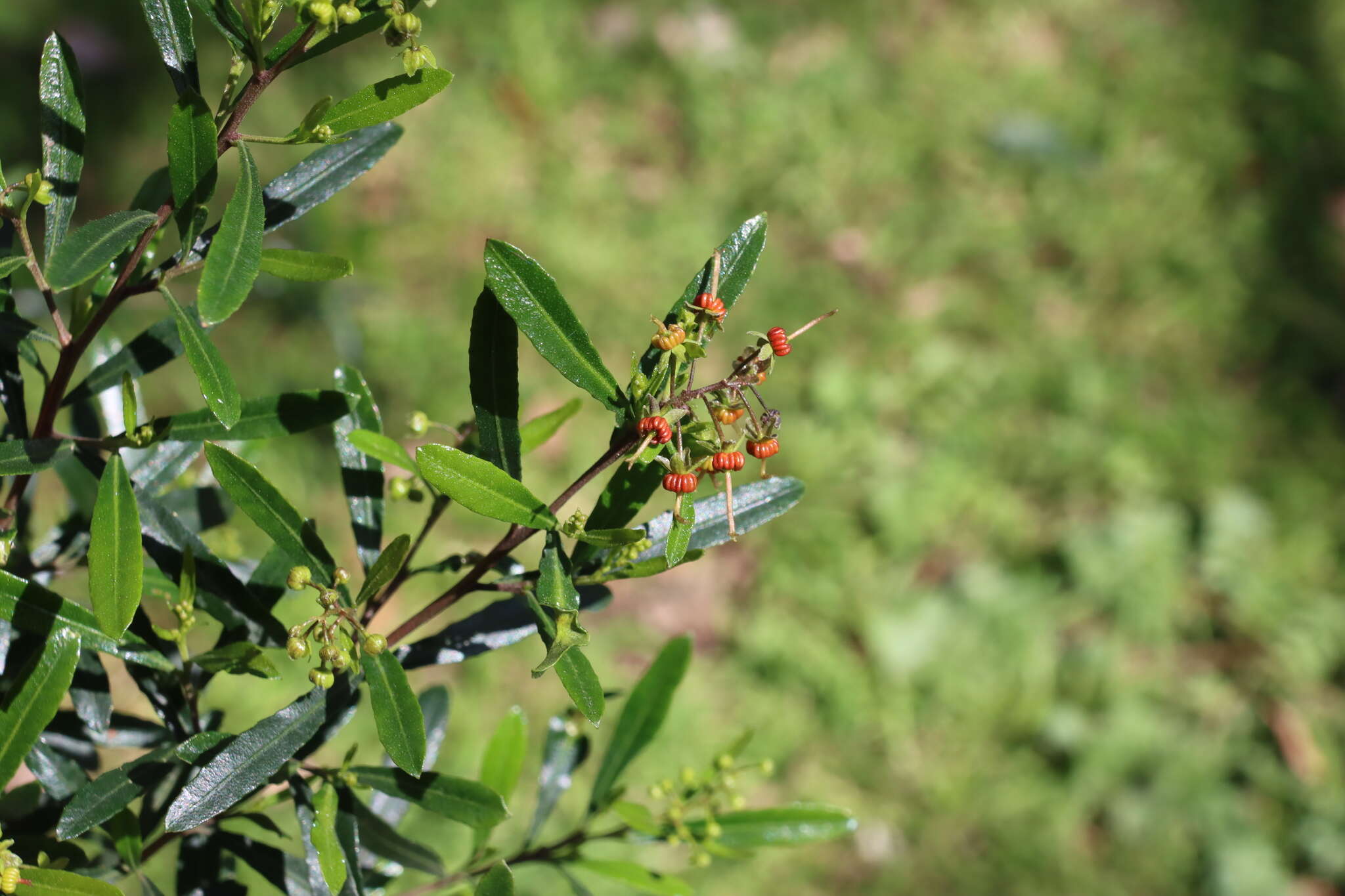 Image of wedge-leaf hopbush