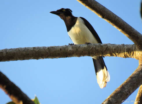 Image of White-naped Jay