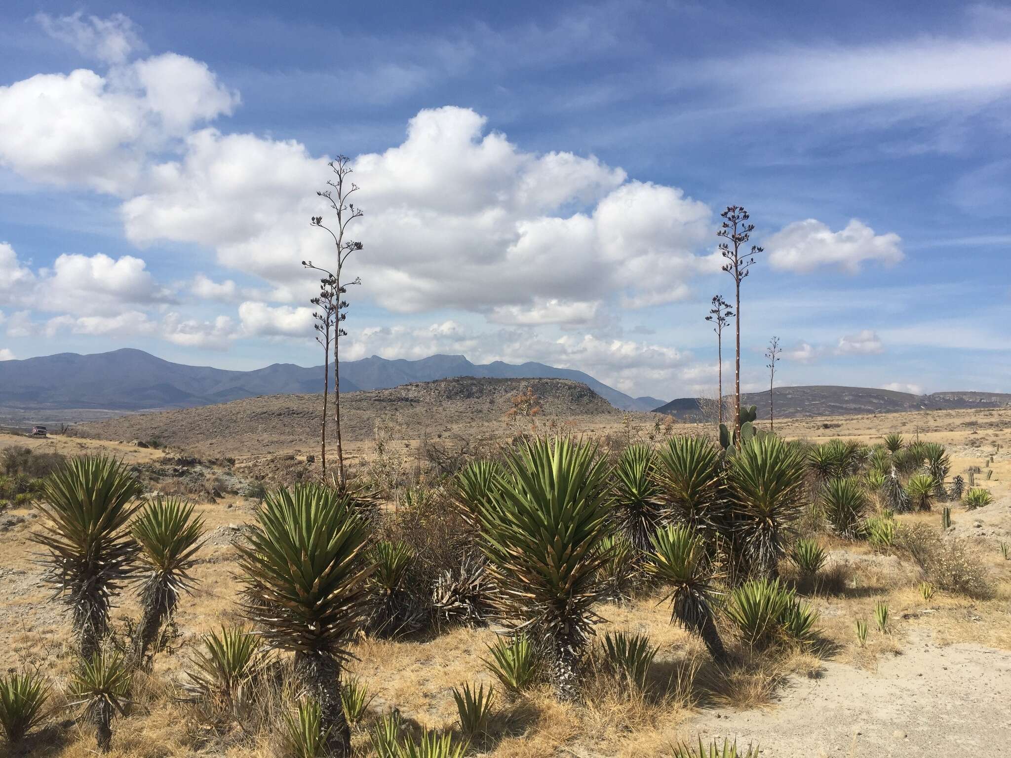 Image of Agave karwinskii Zucc.