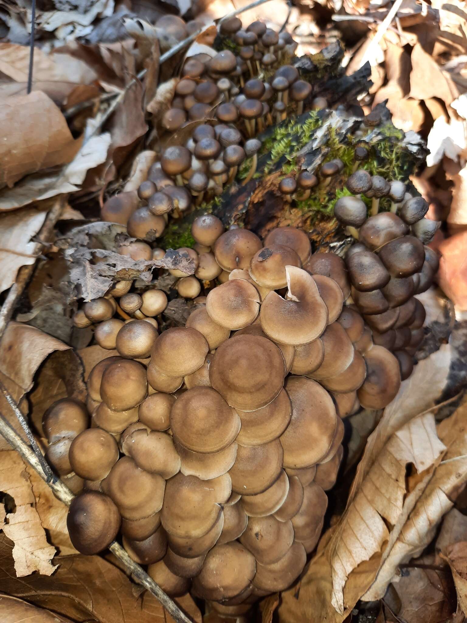 Image of Mycena semivestipes (Peck) A. H. Sm. 1947