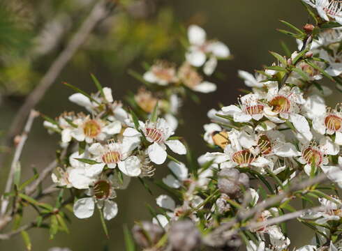 Image of Leptospermum continentale J. Thompson