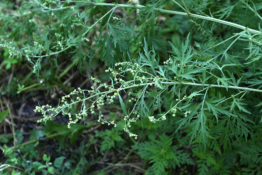 Image de Artemisia sieversiana Ehrh. ex Willd.