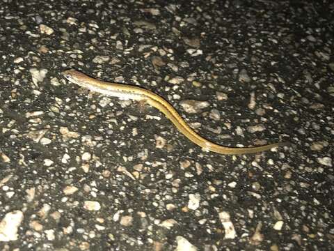 Image of Chamberlain's Dwarf Salamander