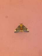 Image of Citheronia hamifera Rothschild 1907