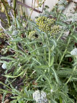 Imagem de Achillea filipendulina Lam.