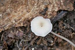 Image of Mycena mirata (Peck) Sacc. 1887