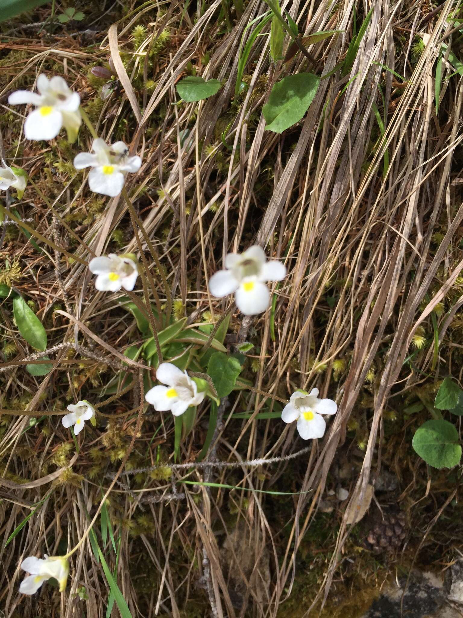 Image of Pinguicula alpina L.