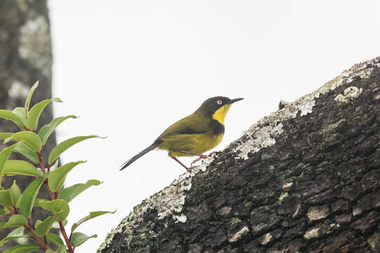 صورة Apalis flavigularis Shelley 1893