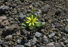 Image of Ranunculus nivicolus Hook.