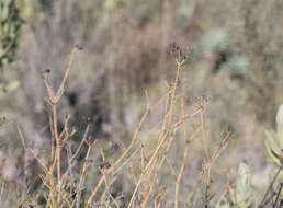 Image of Bupleurum fruticescens Loefl. ex L.