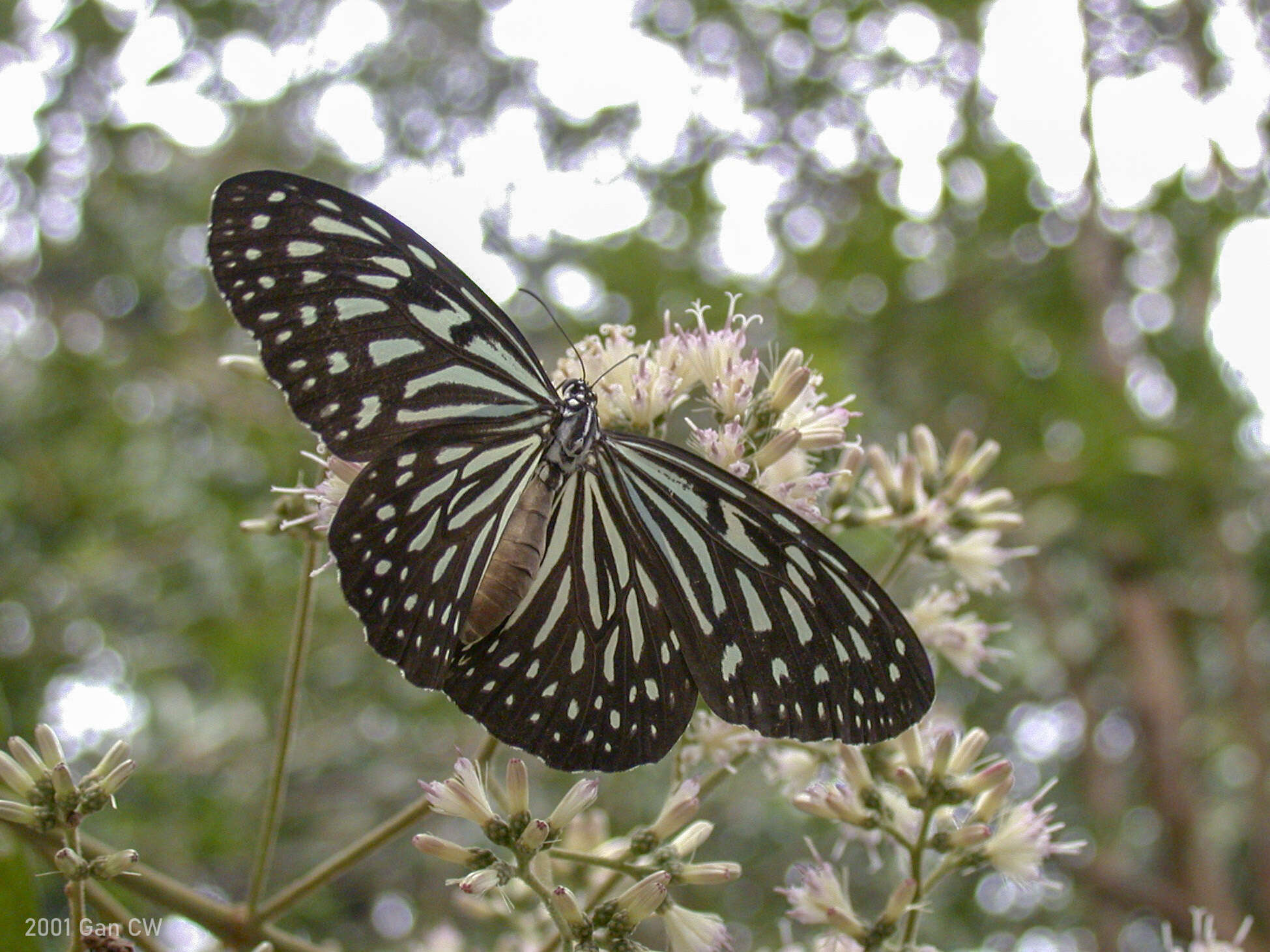 Image of Ideopsis vulgaris Butler 1874