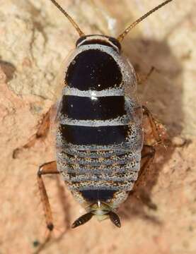 Image of Phyllodromica (Lobolampra) quadracantha Knebelsberger & Miller 2007