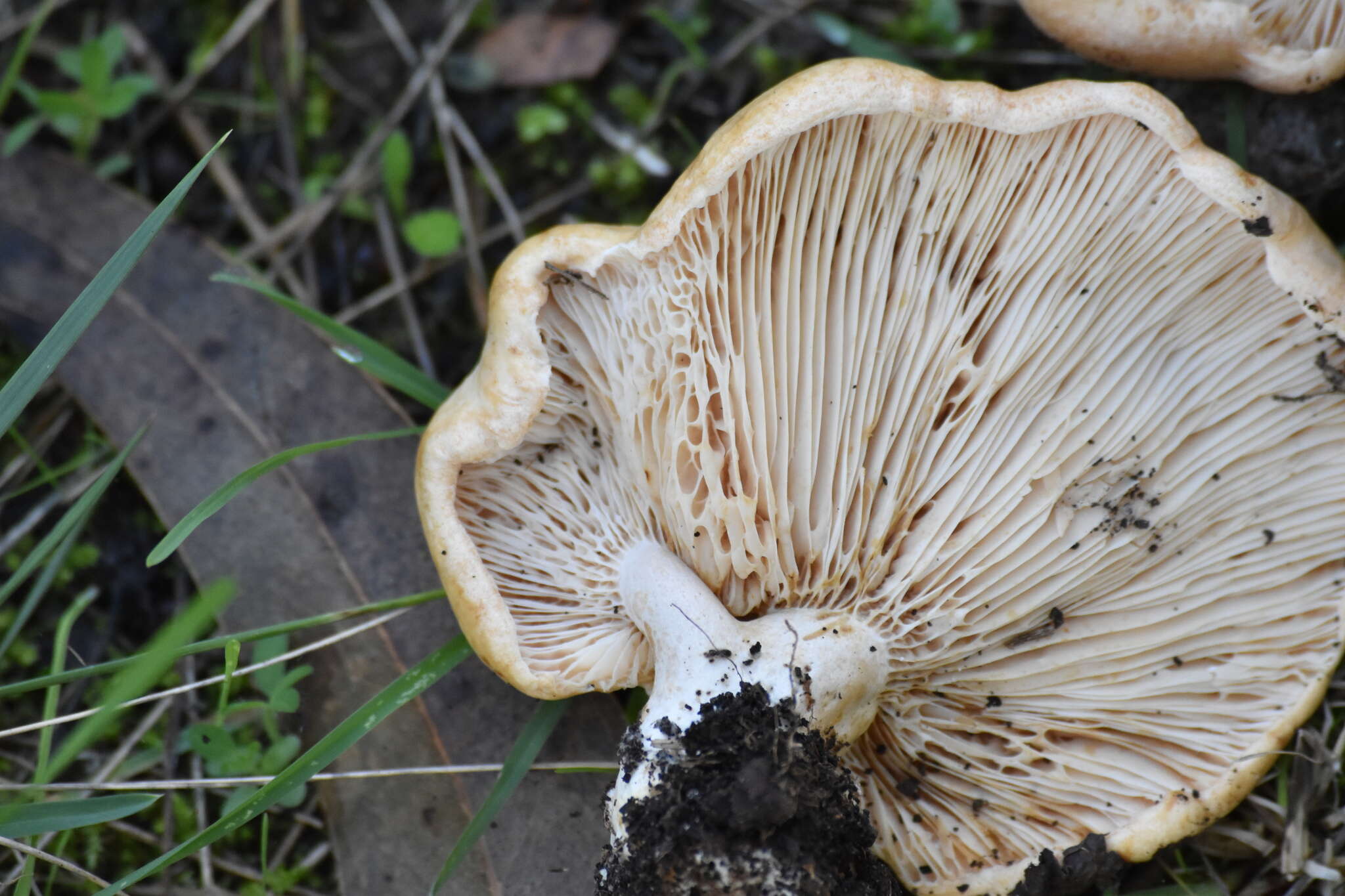 صورة Lactarius acerrimus Britzelm. 1893