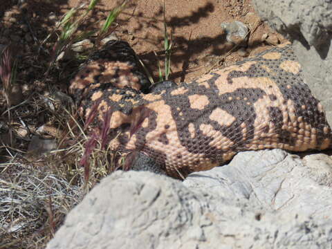 Image of Banded gila monster