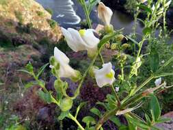 Image de Antirrhinum graniticum Rothm.