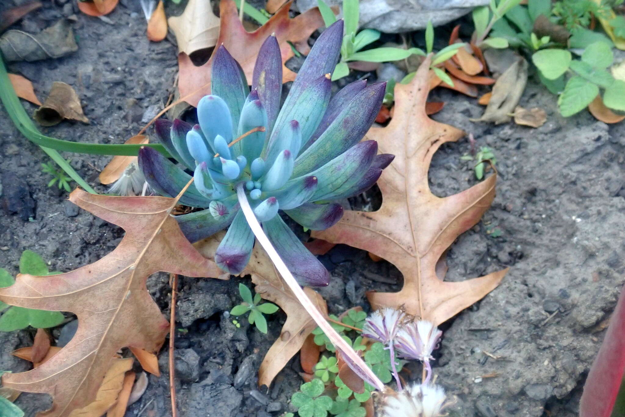 Plancia ëd Curio crassulifolius (DC.) P. V. Heath