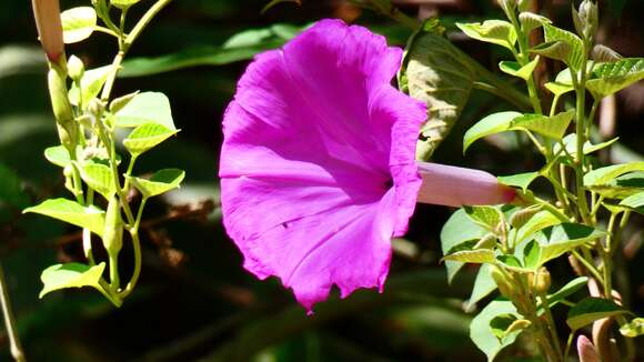 Ipomoea carnea subsp. carnea resmi