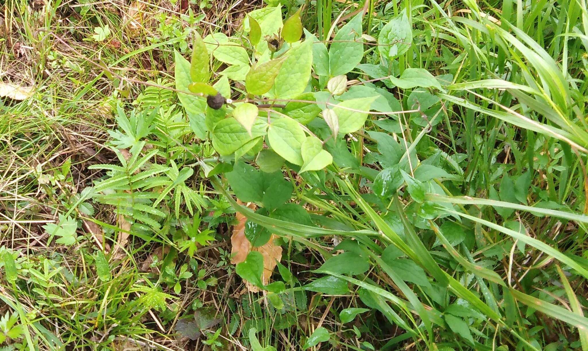 Imagem de Clematis fusca Turcz.