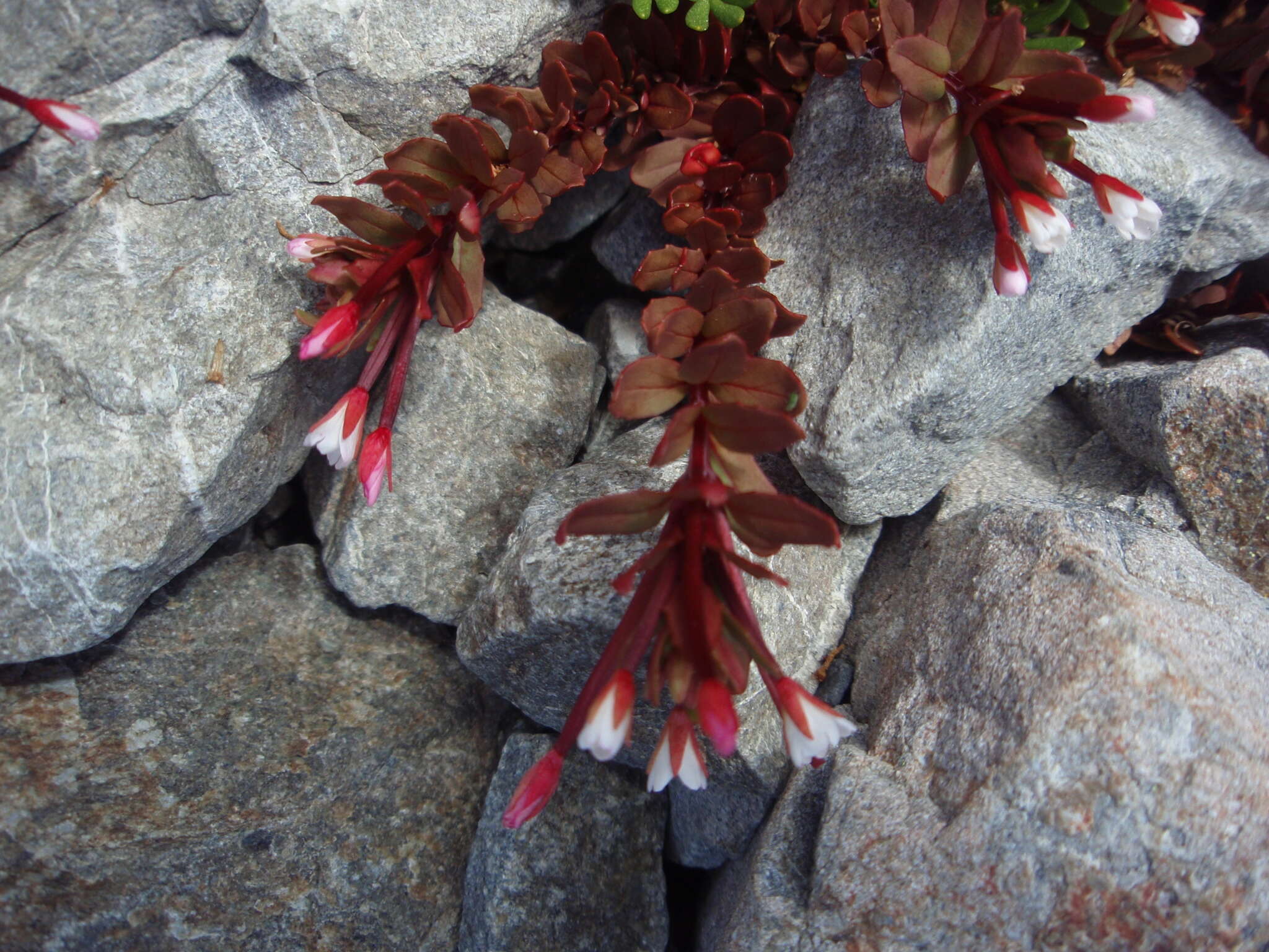 Image of Epilobium porphyrium G. Simpson